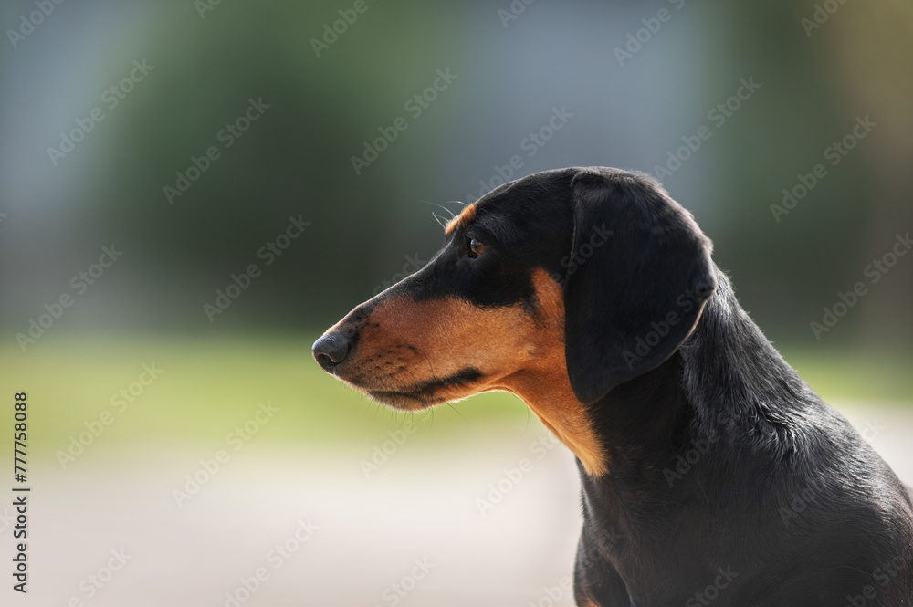 dachshund beautiful spring portrait of a pet dog on a soft green natural background