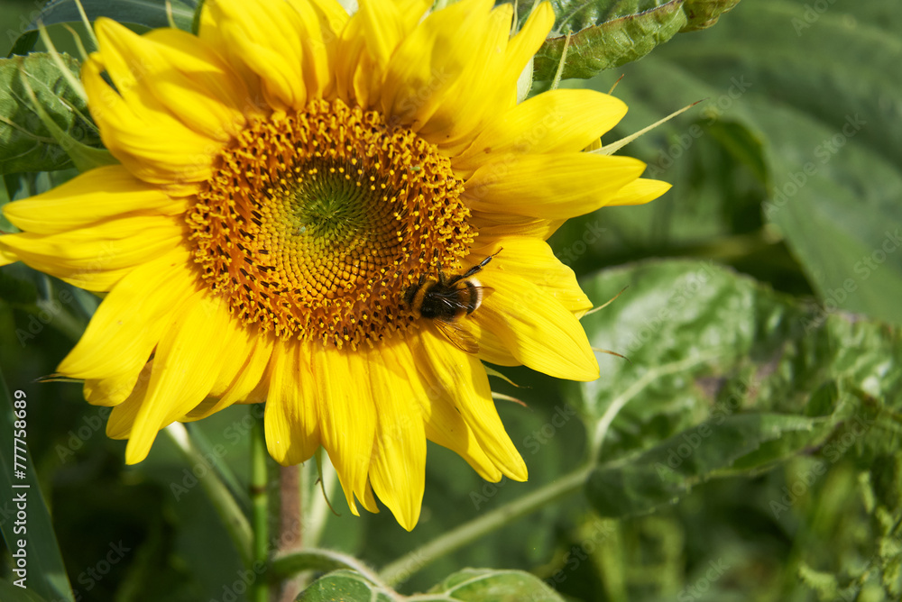 Obraz premium Bumblebee on sunflower