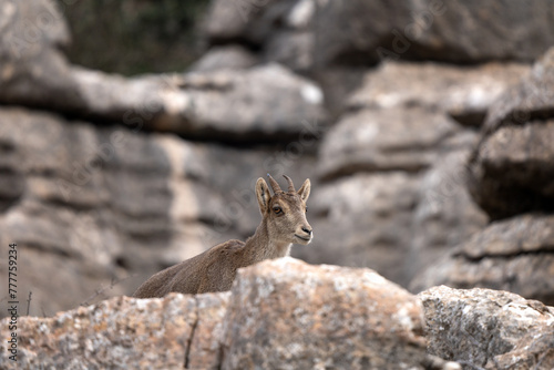 Iberian ibex in Spain's rocks. Wild ibex are climbing in the mountains. Endangered goats in Paraje Natural Torcal de Antequera in Spain.