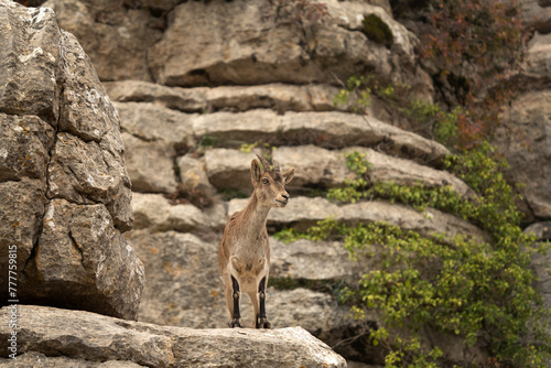 Iberian ibex in Spain's rocks. Wild ibex are climbing in the mountains. Endangered goats in Paraje Natural Torcal de Antequera in Spain.