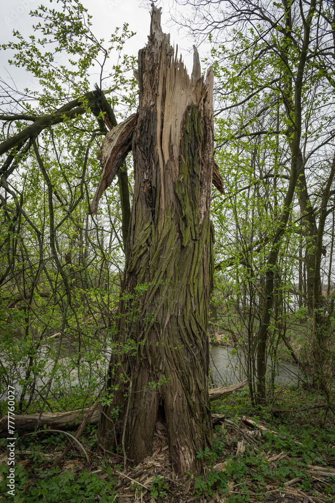Fototapeta premium The broken trunk of an old willow tree.