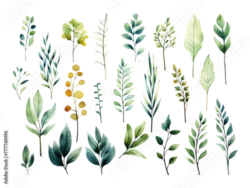 Collection of green watercolor foliage plants clipart on white background. Botanical spring summer leaves illustration. Suitable for wedding invitations, greeting cards, frames and bouquets.