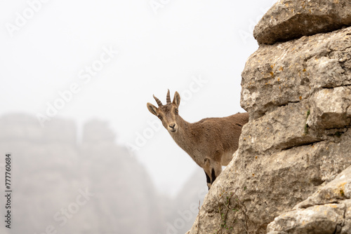 Iberian ibex in Spain's rocks. Wild ibex are climbing in the mountains. Endangered goats in Paraje Natural Torcal de Antequera in Spain.