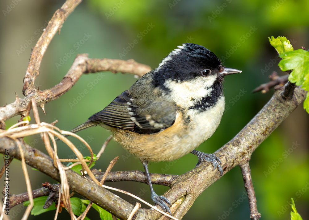 Coal Tit (Periparus ater) - Found across Europe and parts of Asia & North Africa Coal Tit (Periparus ater) - Found across Europe and parts of Asia & North Africa