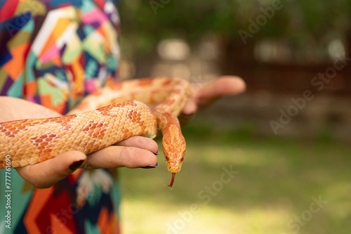 Red corn snake in the woman's hand. Pantherophis guttatus. photo