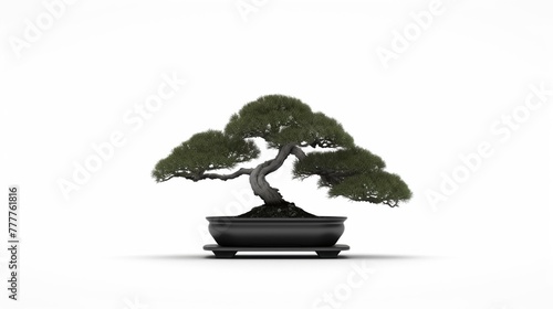 Beautiful bonsai tree in a pot isolated on white background.