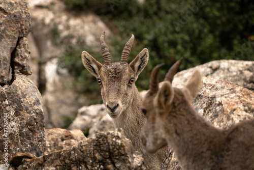 Iberian ibex in Spain's rocks. Wild ibex are climbing in the mountains. Endangered goats in Paraje Natural Torcal de Antequera in Spain.