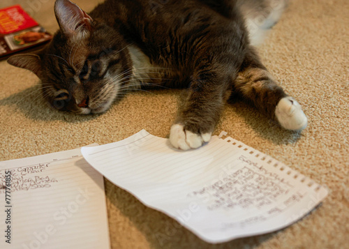 Cat with list of New Year's Resolutions photo