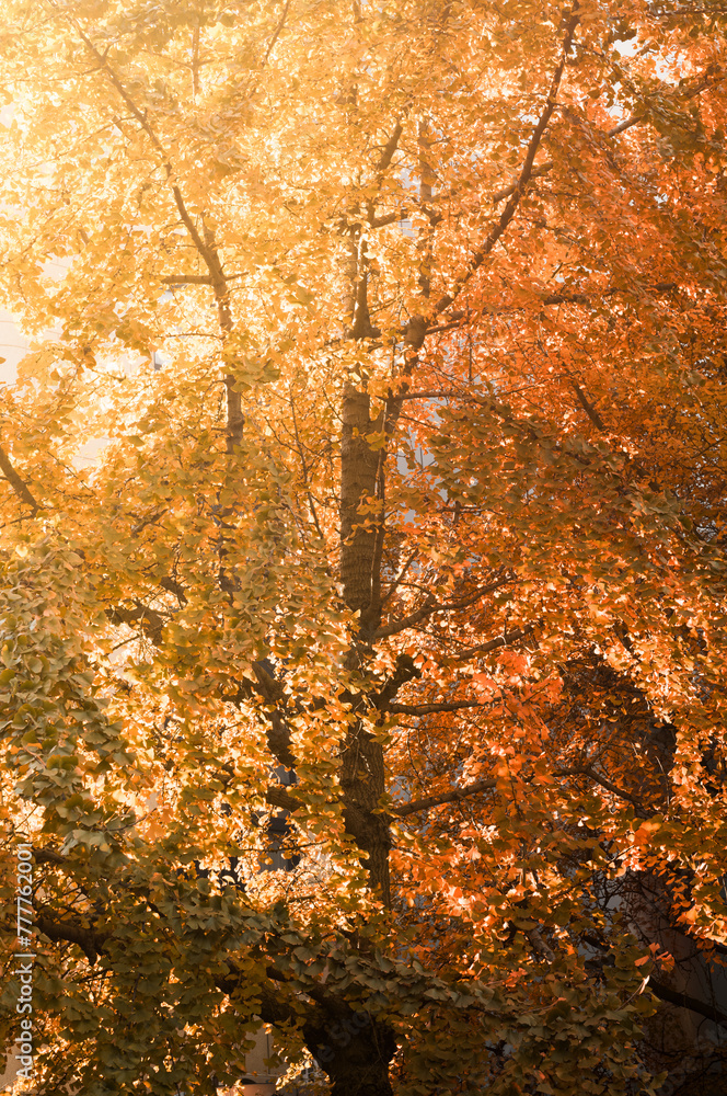 Fall Autumn Tree Colors