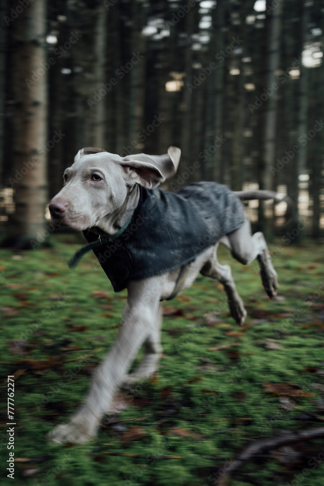 Weimaraner Walk Weimaraner Walk