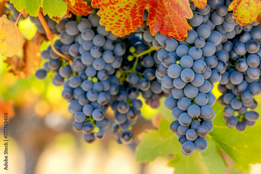Bunches of blue grapes on vineyard in autumn