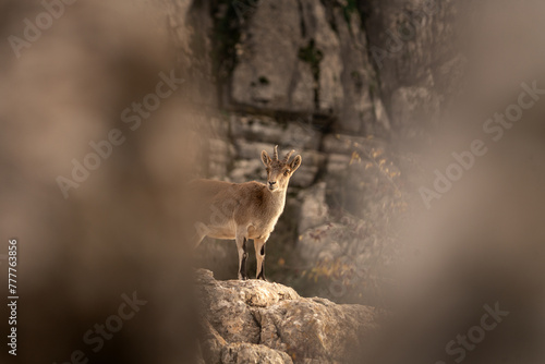Iberian ibex in Spain's rocks. Wild ibex are climbing in the mountains. Endangered goats in Paraje Natural Torcal de Antequera in Spain.