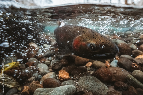 salmon in shallow river