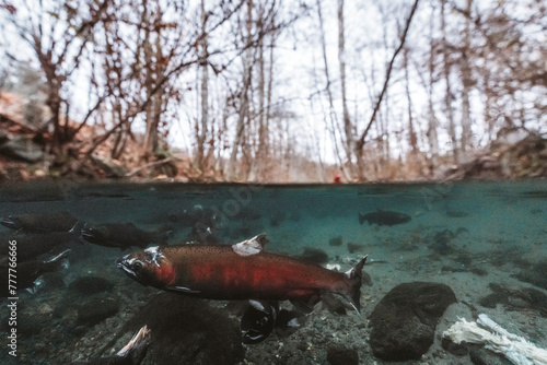 salmon splitshot photo