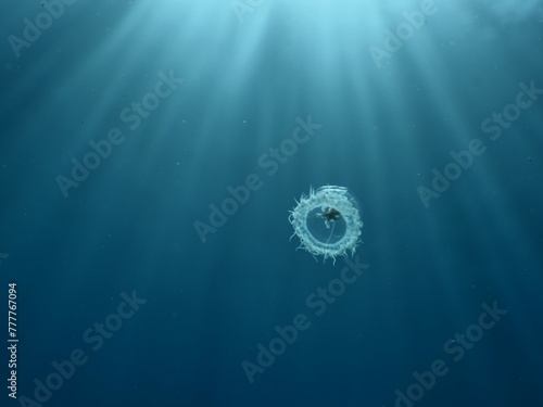 Turritopsis nutricula  dohrnii Oceania O.armata immortal underwater photo