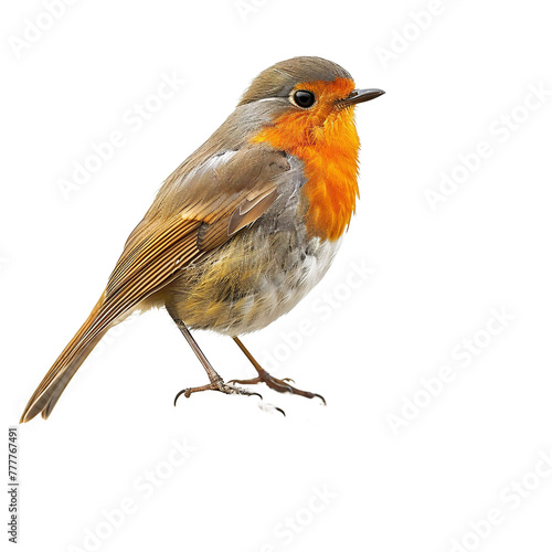 robin isolated on white