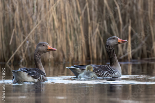 Greylag Goose, Anser Anser, floats on the water in its natural habitat, a beautiful water bird swims calmly on the water, a high-pressure water bird, a bird under protection