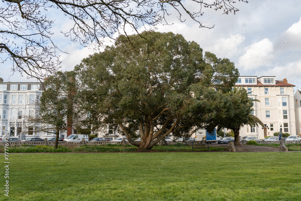Obraz premium old park tree