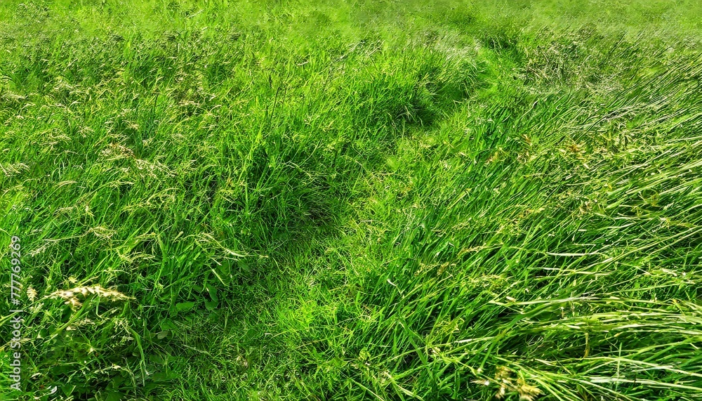 texture of green grass, evoking the sensation of walking barefoot on a verdant meadow texture of green grass, evoking the sensation of walking barefoot on a verdant meadow