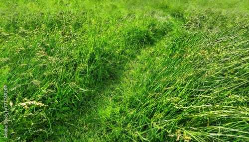 texture of green grass, evoking the sensation of walking barefoot on a verdant meadow