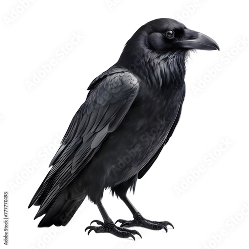 Crow isolated on transparent background, png transparent background, closeup, full body