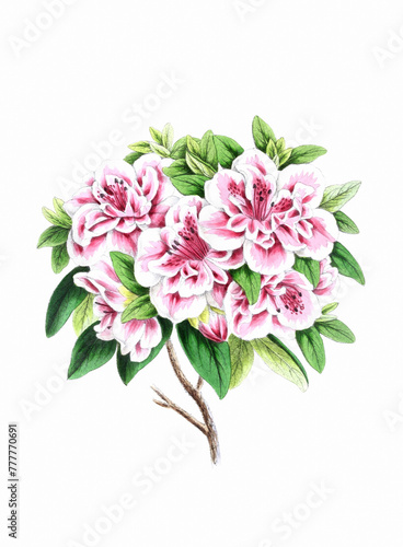 Flower illustration on a white background. AZALEA
