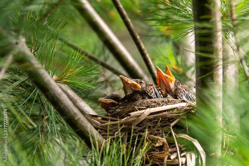 A nest on an evergreen branch of baby robins waiting for their mother to bring them food. A nest on an evergreen branch of baby robins waiting for their mother to bring them food.
