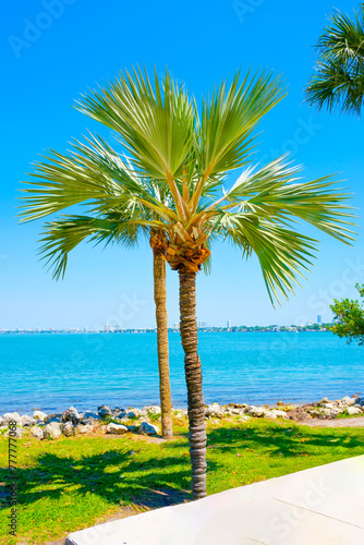 Fototapeta Naklejka Na Ścianę i Meble -  palm tree on the beach in Miami