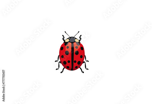 ladybug