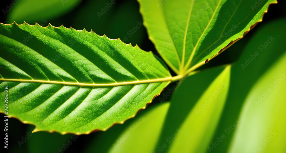 A close up of a leaf with veins on the surface. A close up of a leaf with veins on the surface.