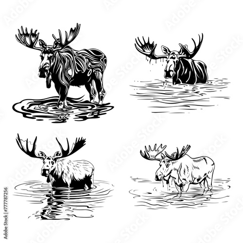 Moose in water series, showcasing the majestic creatures in their natural habitat