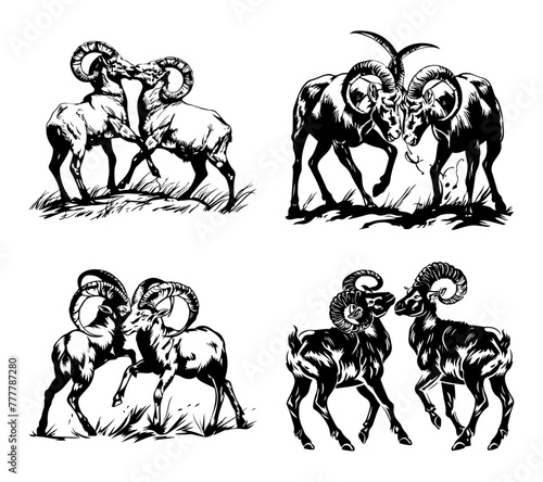 Collection of Barbary sheep  Ammotragus lervia  in combat and social behaviour  artwork in black against white background 