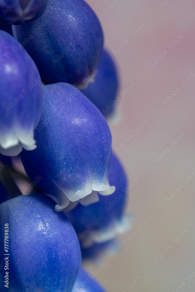 Full blooming of muscari (Muscari neglectum) in Japan in early spring