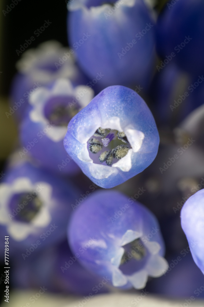 Full blooming of muscari (Muscari neglectum) in Japan in early spring