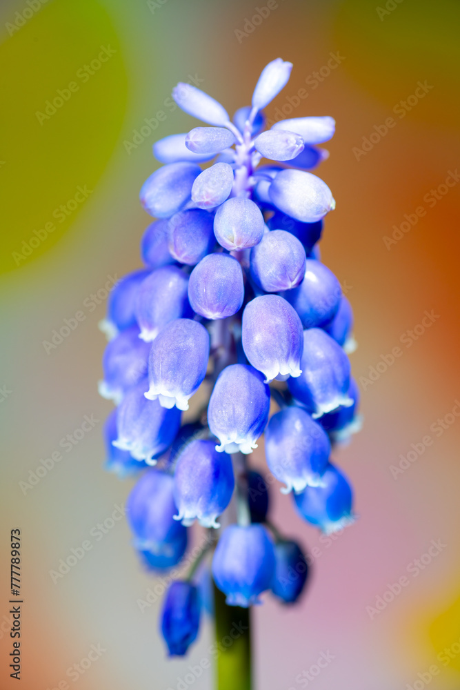 Full blooming of muscari (Muscari neglectum) in Japan in early spring