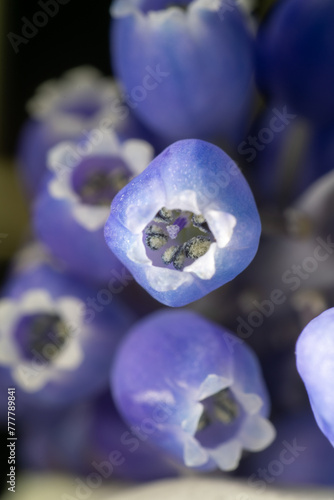 Obraz na płótnie Full blooming of muscari (Muscari neglectum) in Japan in early spring w salonie