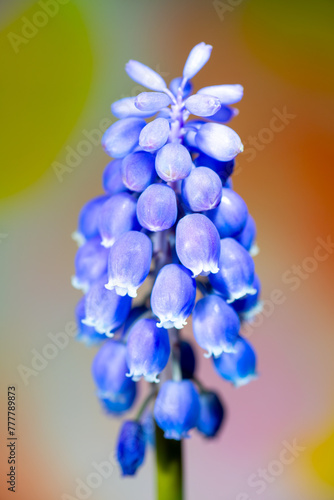 Obraz na płótnie Full blooming of muscari (Muscari neglectum) in Japan in early spring w salonie