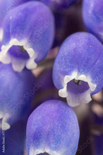 Obraz na płótnie Full blooming of muscari (Muscari neglectum) in Japan in early spring w salonie