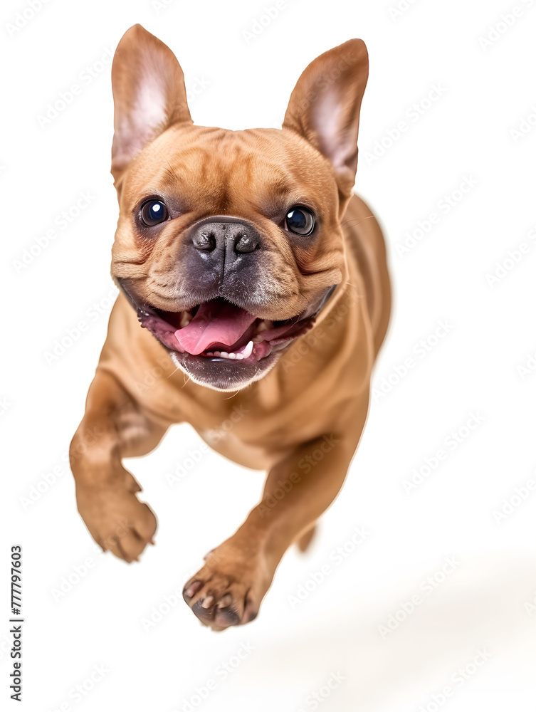 Cute and adorable brown french bulldog running with happy face on white background, front view photograph. studio shot.