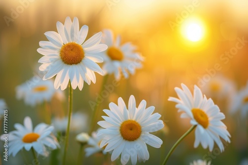 Chamomiles or daisies bloom in a field. Background with selective focus and copy space © top images