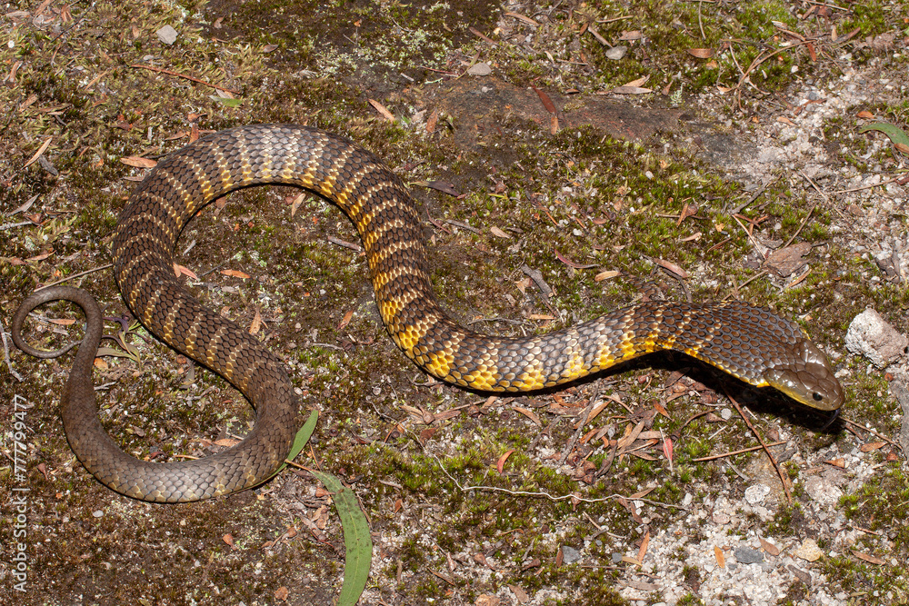 Australian Eastern Tiger Snake with hood flattened in response to a potential threat Australian Eastern Tiger Snake with hood flattened in response to a potential threat