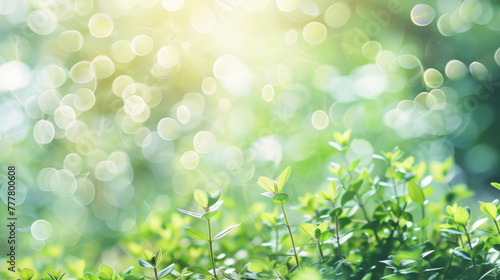 Spring awakening: fresh green foliage and bokeh light