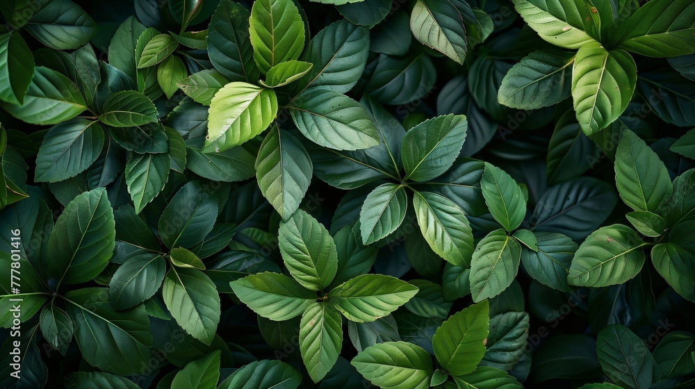 Green tea leaves on a tea plantation, top view, Close-up background