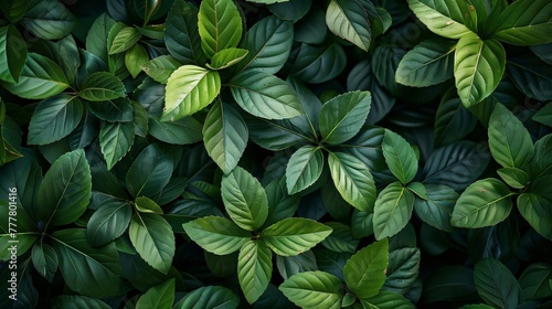 Green tea leaves on a tea plantation, top view, Close-up background
