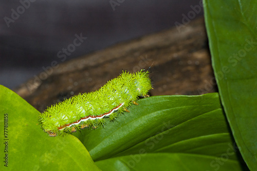 Io moth fifth instar larvae, Automeris io, crawling on a leaf. A side view of the bright green and spiny caterpillar with yellow and red stripes.  photo