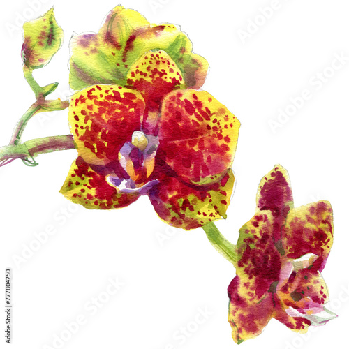 Watercolor sketch illustration of pink phalaenopsis orchid flower isolated on white background.