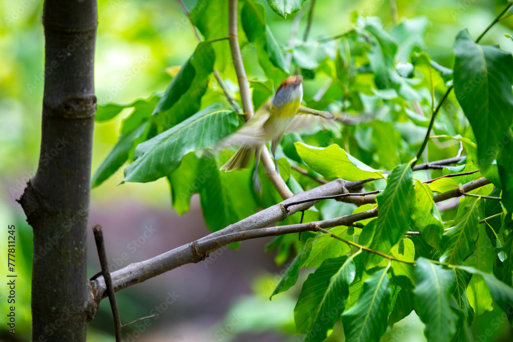 The tropical bird known as The tropical bird known as