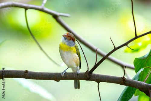 The tropical bird known as "pitiguari" (Cyclarhis gujanensis) in selective focus © Adilson