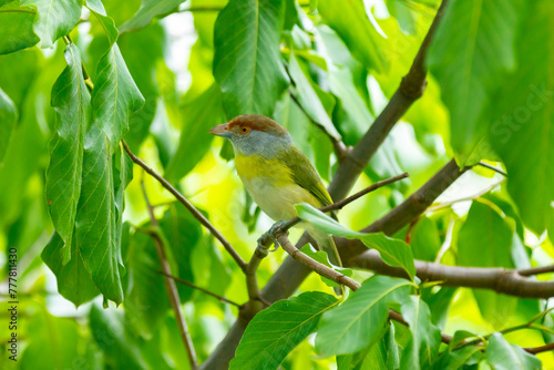 The tropical bird known as 