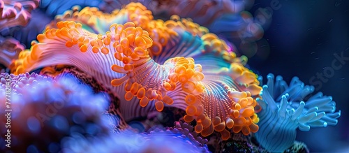 Vibrant Coral Polyp Reaching for Plankton in the Ocean Depths